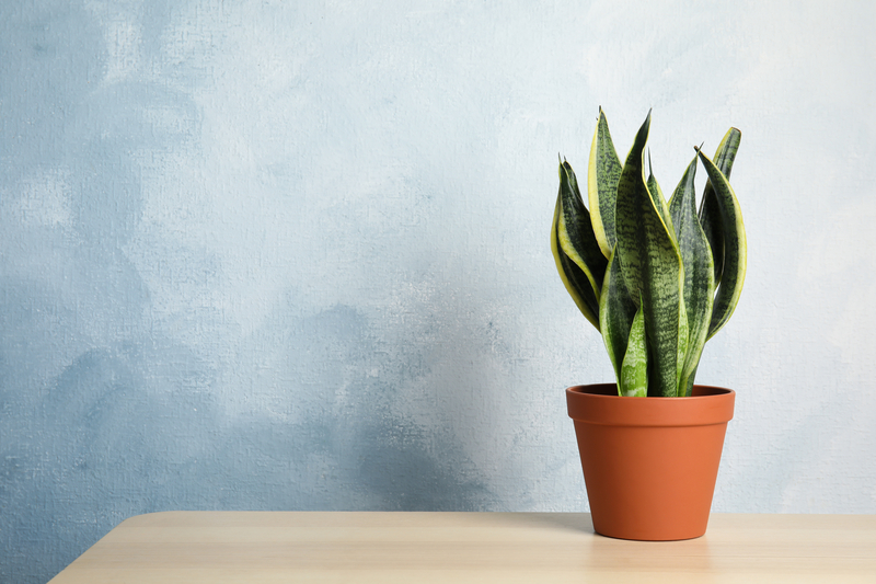 when should you water a snake plant