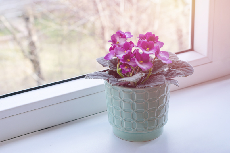 Do African Violets Need Direct Sunlight