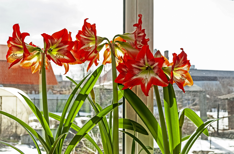 How Much Sunlight Does an Amaryllis Plant Need