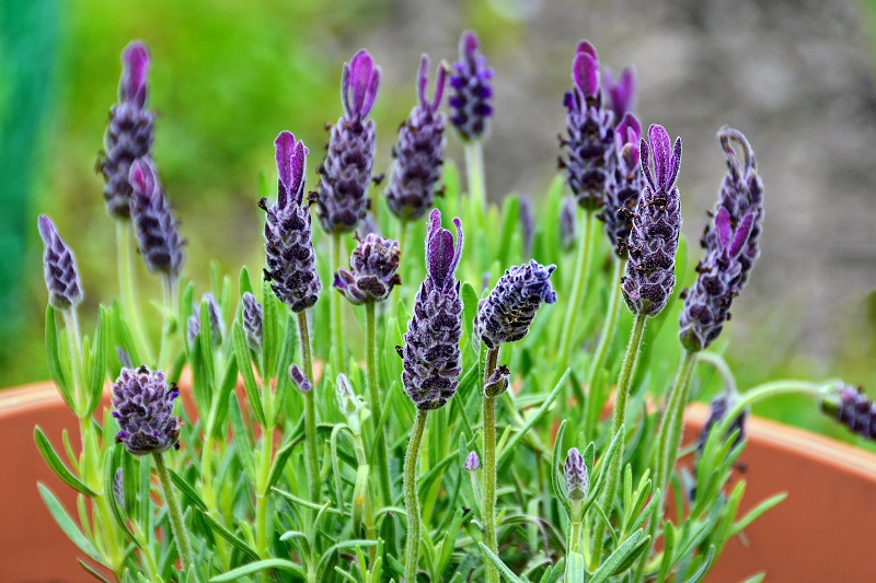 different types of lavender plants