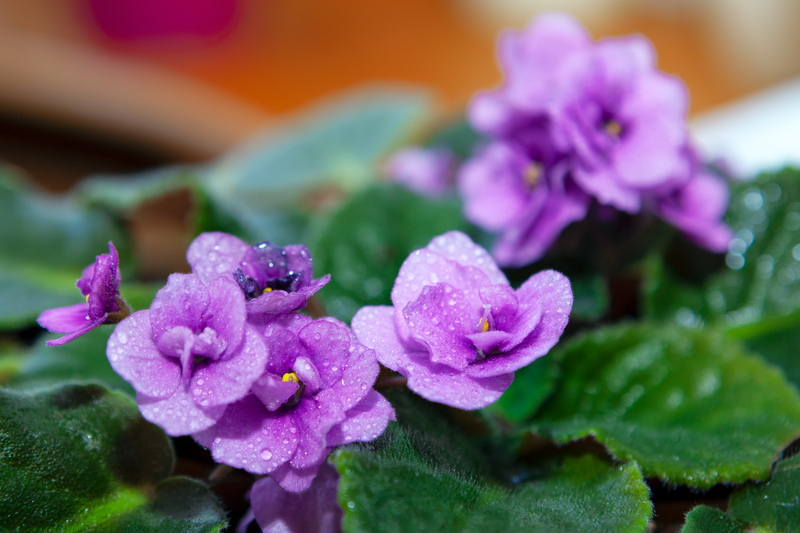how much should you water an african violet