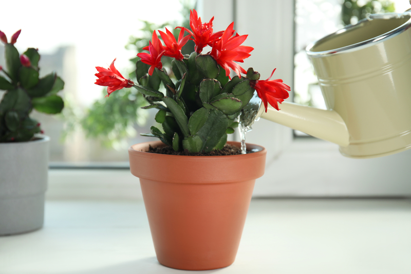 how often do you need to water a christmas cactus