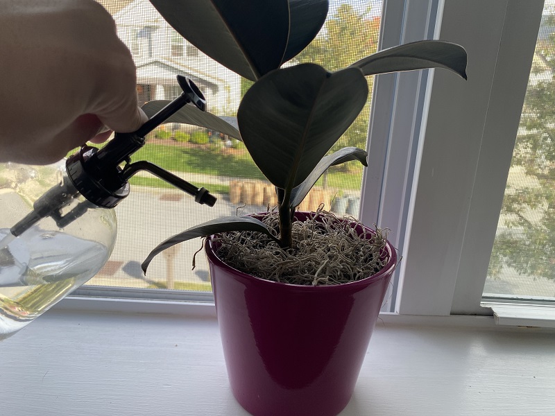 how often do you need to water a rubber plant