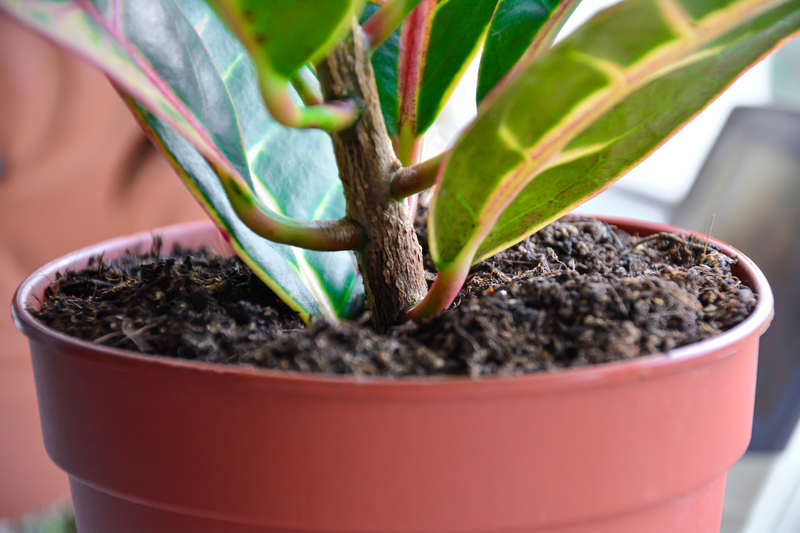 what soil works best for croton plants
