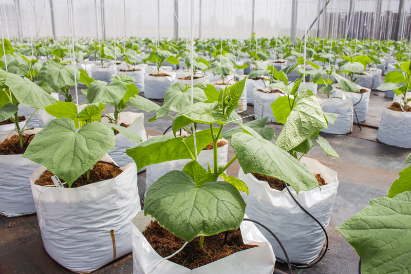 what temperature works best for cucumber plants