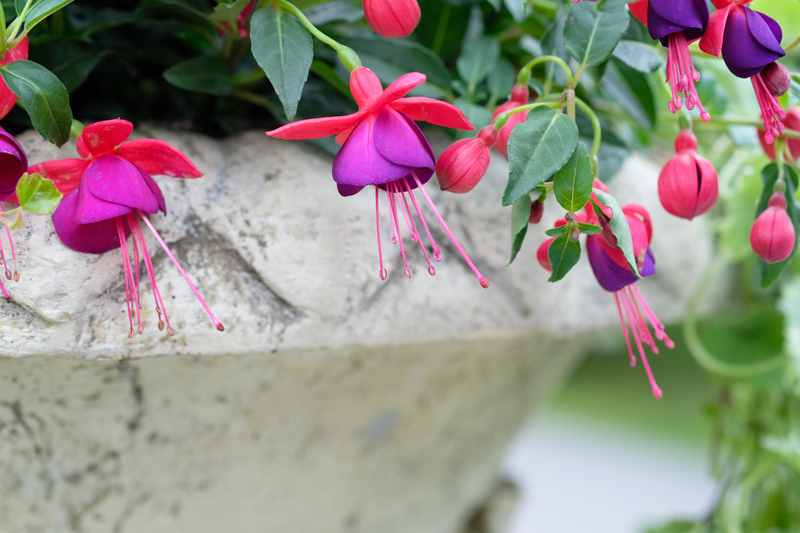 how often do you need to water a fuchsia plant