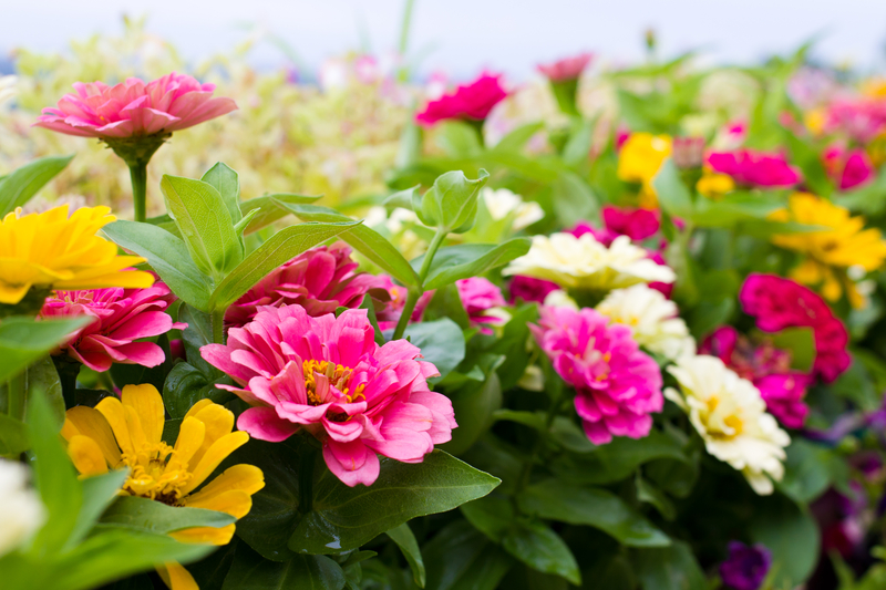 what are the different types of zinnias