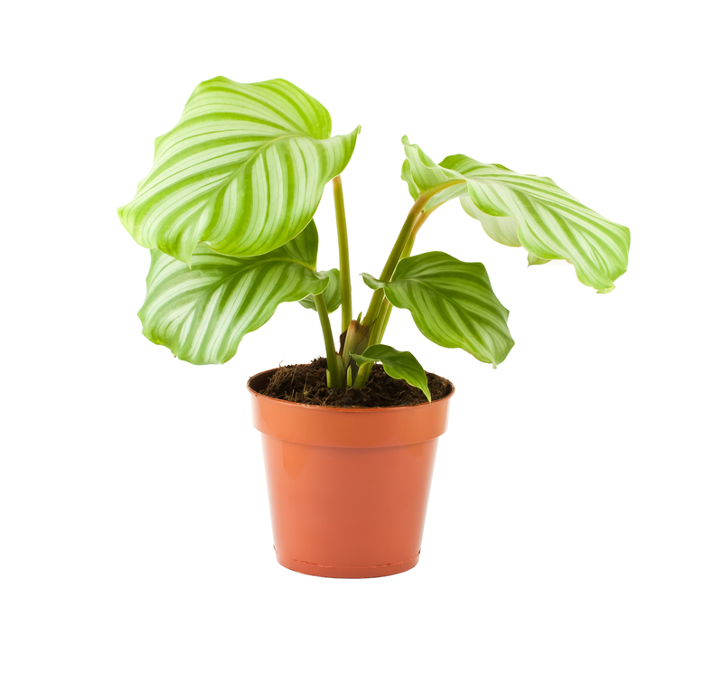 calathea plant