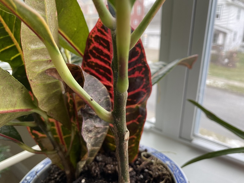 why do bugs love houseplants