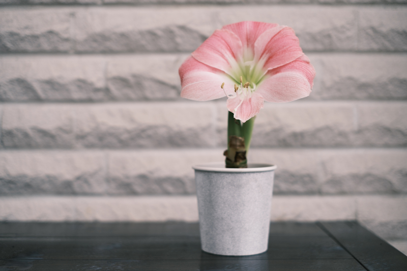 How to Take Care of an Amaryllis Plant