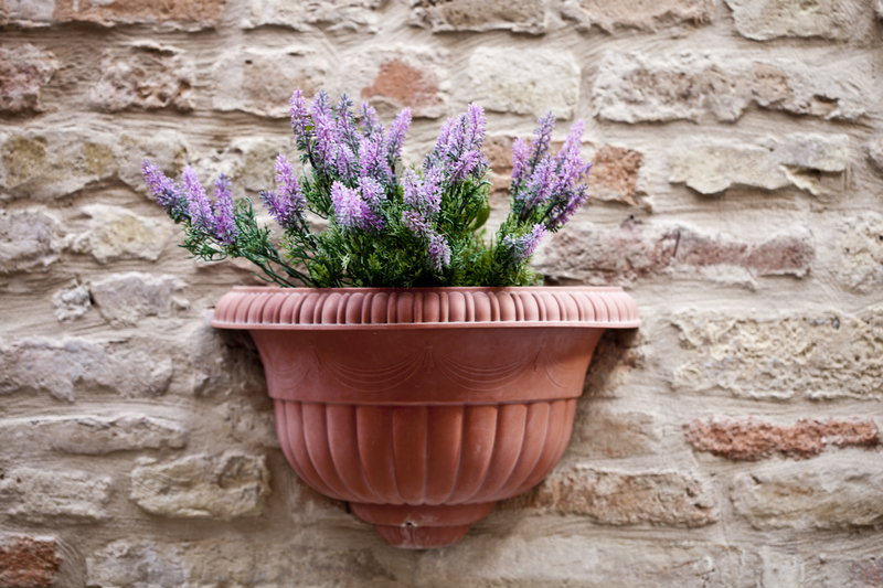 What Soil Works Best for Lavender Plants