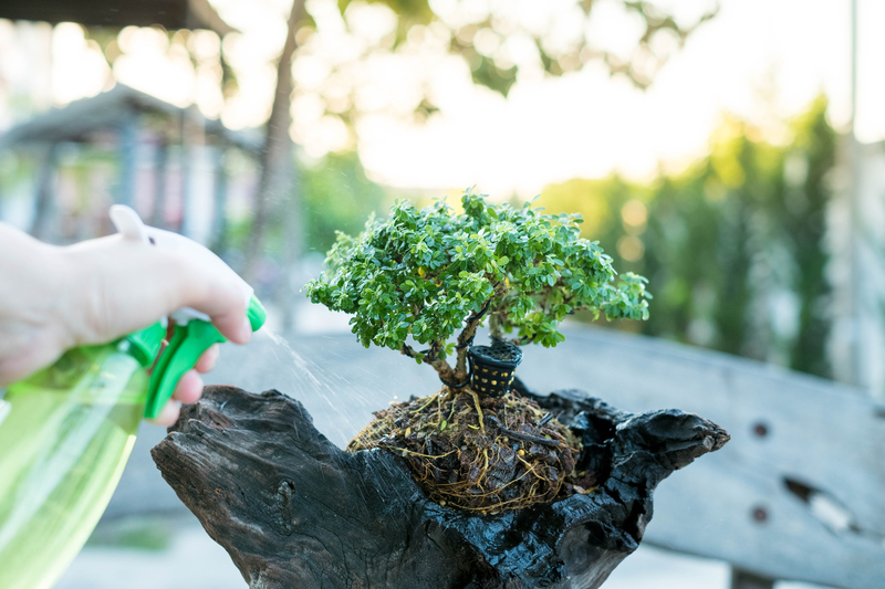 how often do you need to water a bonsai tree