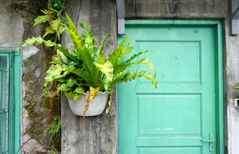 what to do if your birds nest fern is dying