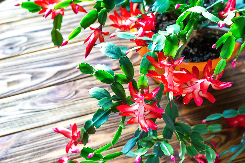 how to fix overwatering a christmas cactus plant