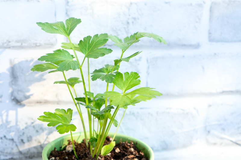how to take care of a cilantro plant