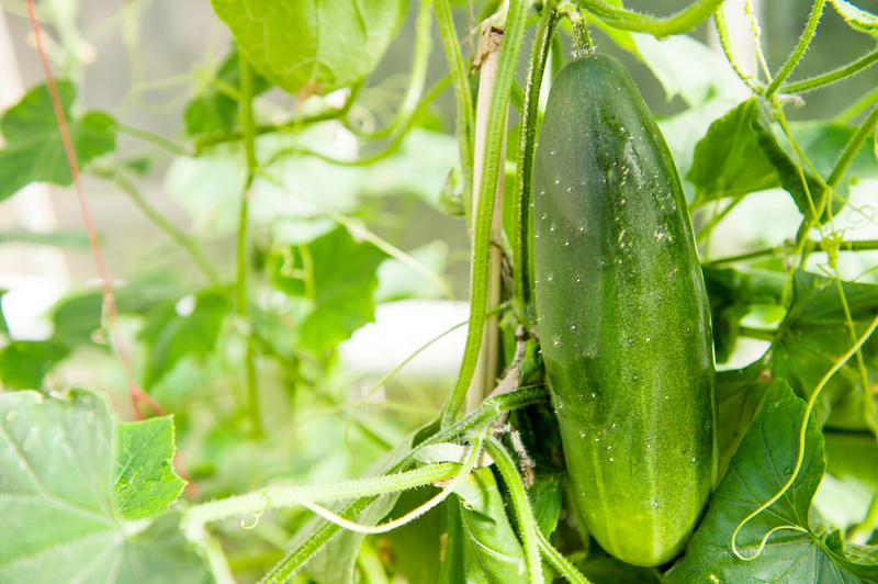 how to take care of a cucumber plant