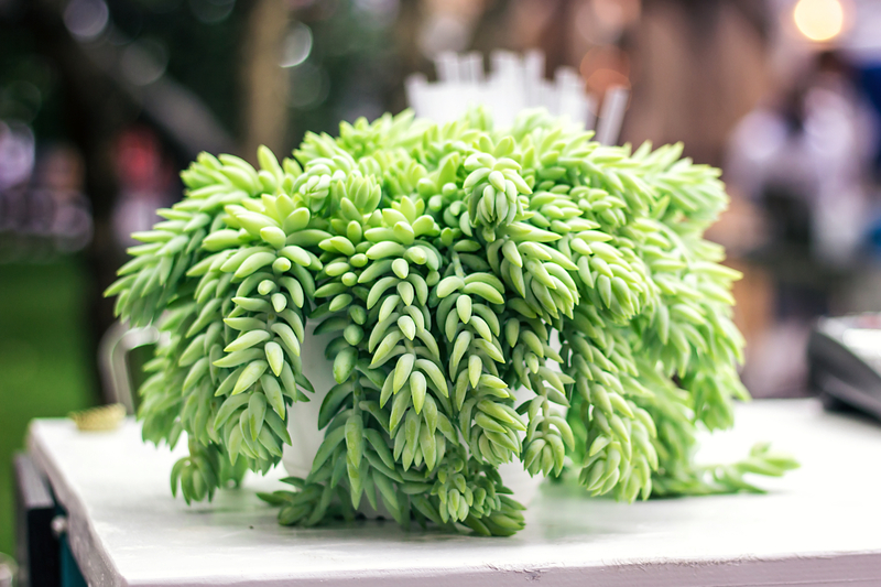 how to take care of a donkey tail plant