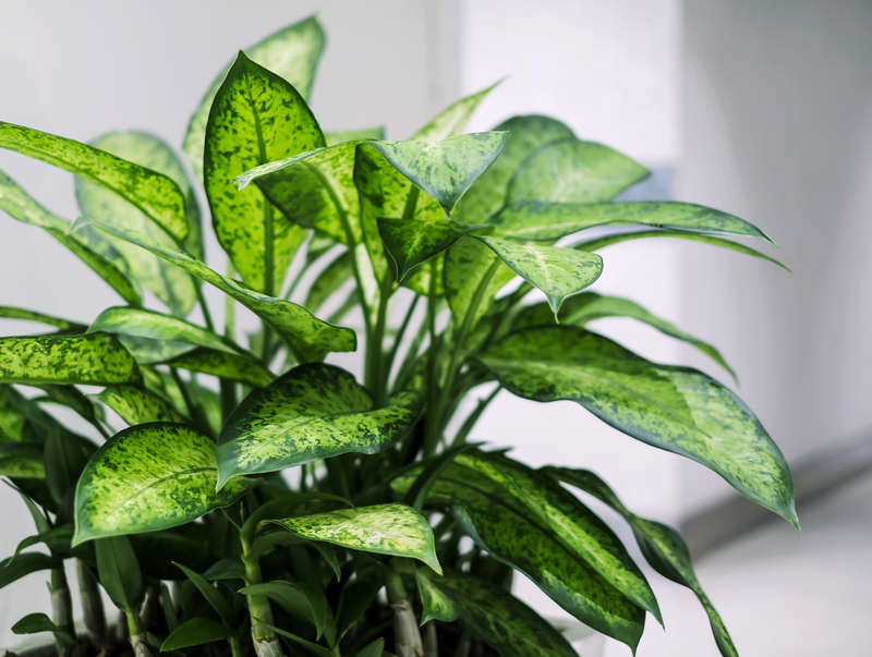 how to take care of a dumb cane plant