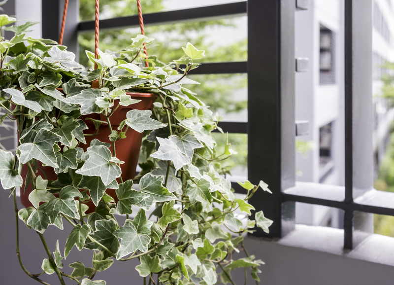 how to take care of an ivy plant