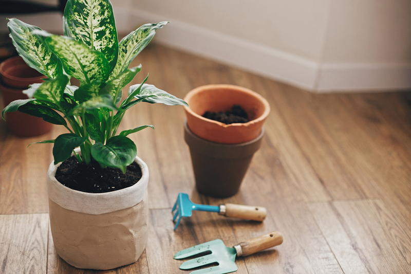what does repotting and up-potting plants mean