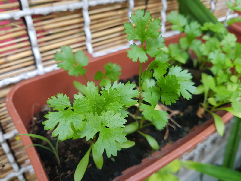 what soil works best for cilantro plants