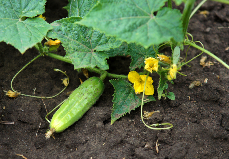 what soil works best for cucumber plants
