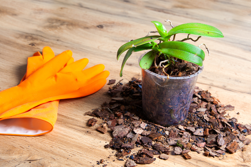 what soil works best for orchids