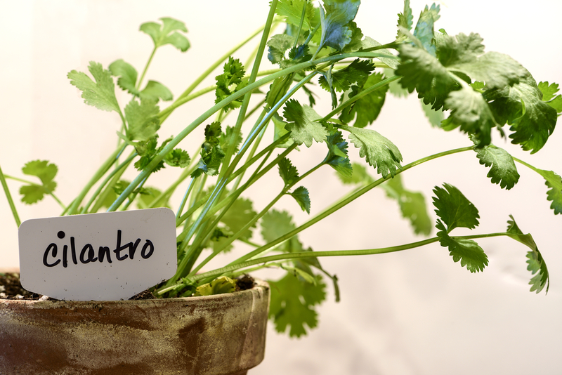 what temperature works best for a cilantro plant