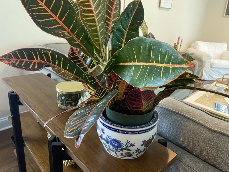 what temperature works best for croton plants