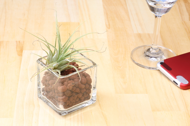 how do you water an air plant