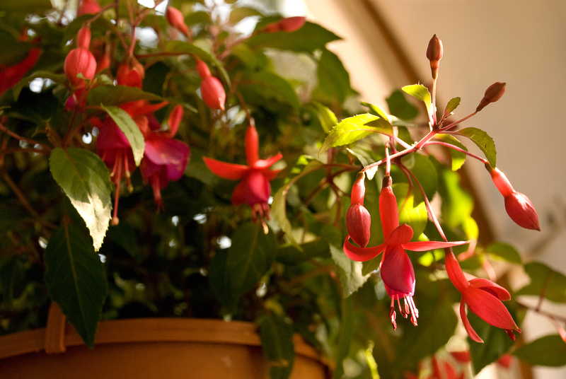 how much sun does a fuchsia plant need