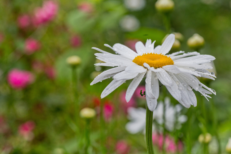 how often should you water a daisy plant