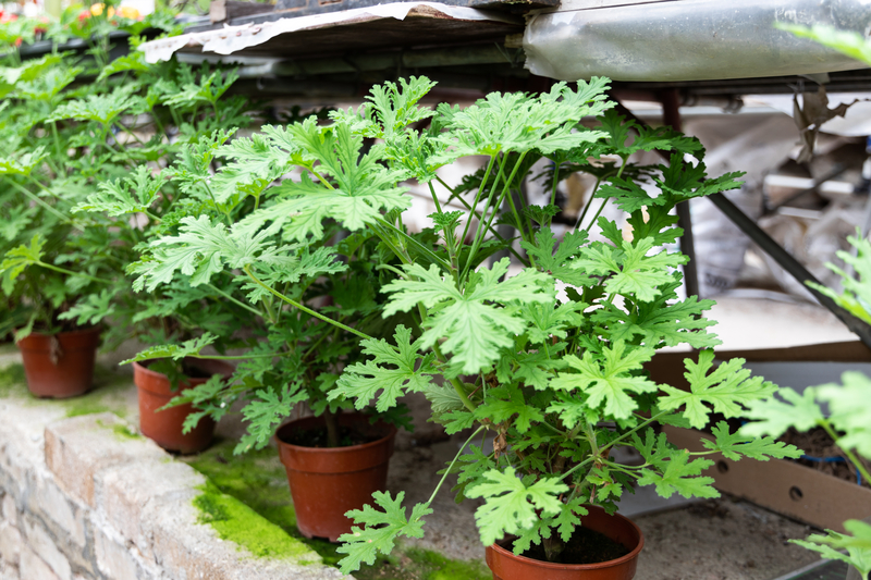 how to take care of a citronella plant