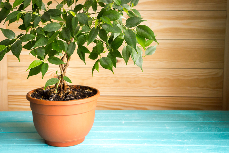how to take care of a ficus plant