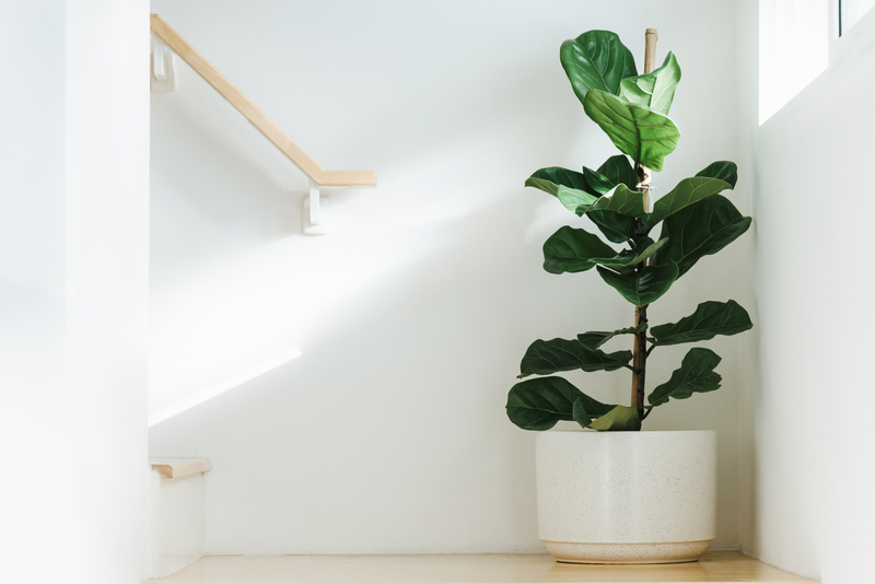 how to take care of a fiddle leaf fig tree