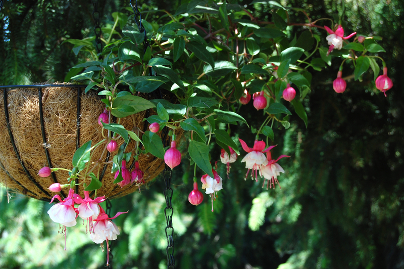 how to take care of a fuchsia plant