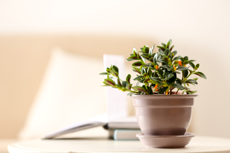 how to take care of a goldfish plant