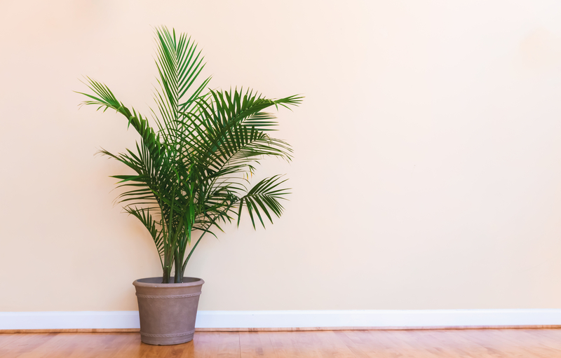 how to take care of a palm plant