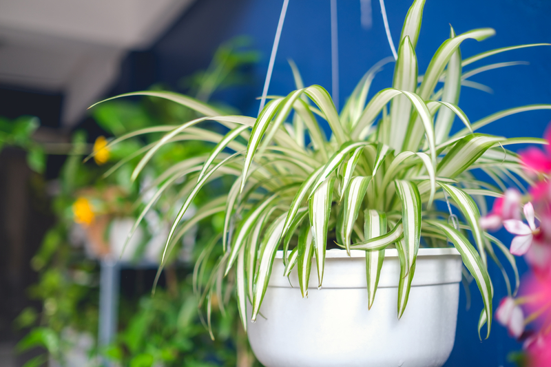 how to take care of a spider plant