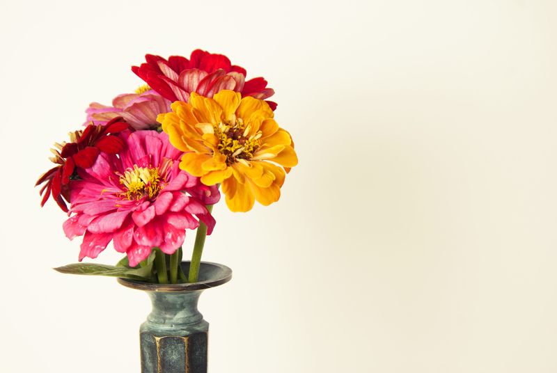 how to take care of a zinnia plant