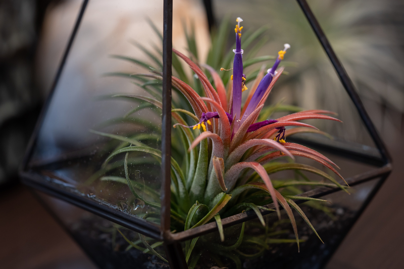 how to take care of an air plant
