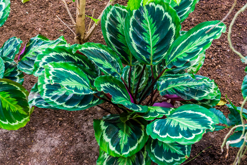 what soil works best for calathea plants