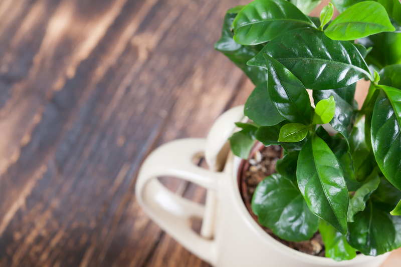 what temperature works best for a coffee plant