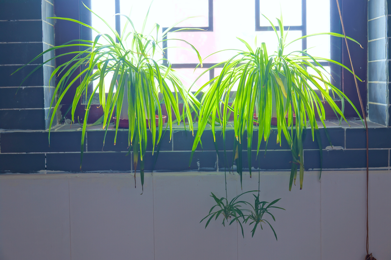 what temperature works best for spider plants