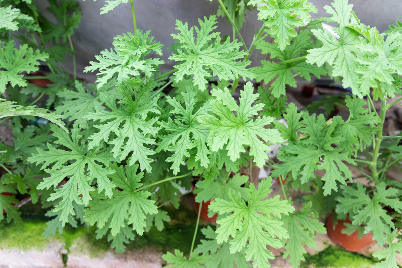 what types of citronella are there