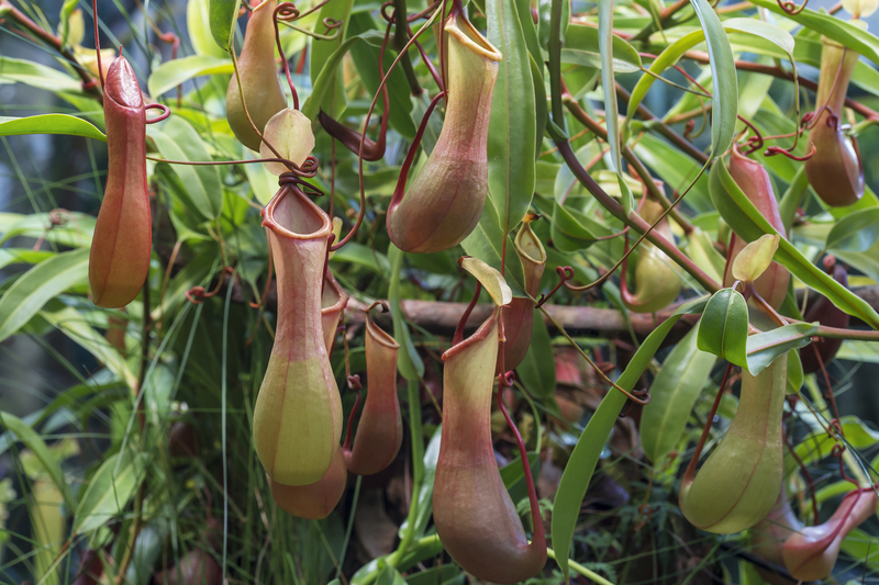 How Long Do Nepenthes Plants Tend to Live For