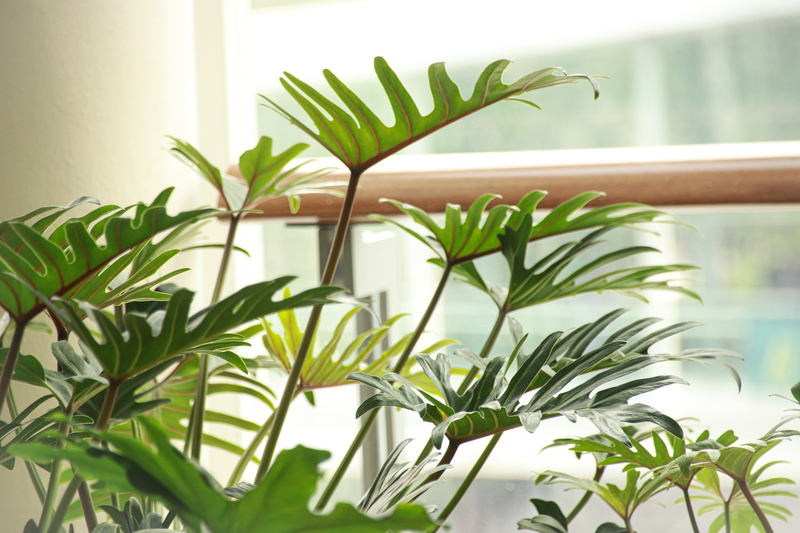 How Much Sun Does a Philodendron Plant Need