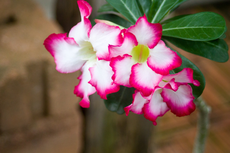 How to Take Care of a Desert Rose Plant