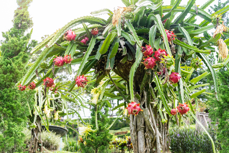 How to Take Care of a Dragon Fruit Plant