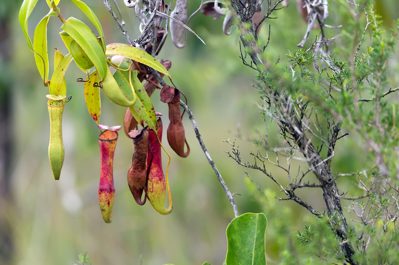How to Take Care of a Nepenthes Plant